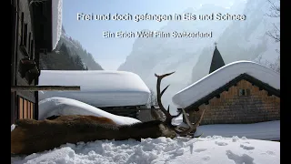 Frei und doch gefangen in Eis und Schnee