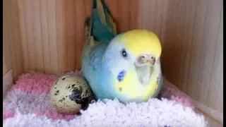 Попугай и яйцо из супермаркета – удивительный эксперимент!