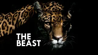 Jaguar: The True King of the Jungle