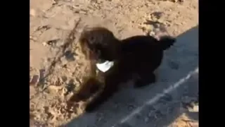 Overly-excited doggy just can't wait to fetch ball