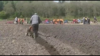 Pflügen einachser MHM auf maisacker.