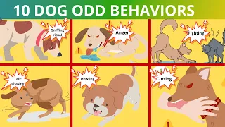 10 Odd Dog Behaviors Explained That Are Dangerous | Strange Dog Behaviors