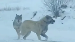 Kangal vs Wolf Attacks | Wolves Attack Livestock Animals 2024