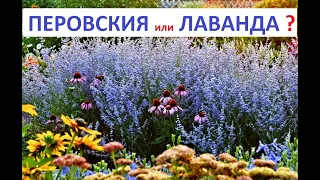 НОВИНКА !!! ГДЕ  КУПИТЬ  и  КАК ВЫРАСТИТЬ???  ПЕРОВСКИЯ  в дизайне сада.