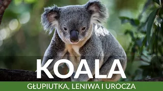 KOALA - głupiutka, leniwa, urocza i groźna? | Ciekawostki, fakty, zagrożenia i występowanie