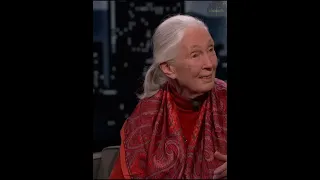 "Dr. Jane Goodall's Extraordinary Encounters with Chimps | Unraveling the Depths of Communication"