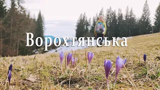 У пошуках крокусів. Гора Ворохтянська Ворохта