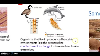 Thermoregulation #1