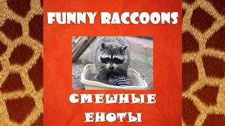 Funny Moments With Raccoons (Прикольные моменты с енотами) ► Raccoons (еноты)