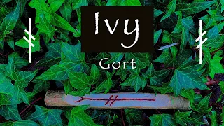 Ivy | Myth, Symbolism and Folklore of the Ivy (Gort)