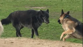 A Huge Wolf-dog Scares a German Shepherd