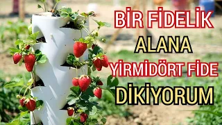 PVC Boruda Çilek Yetiştiriciliği , FİNAL , Strawberry Growing in PVC Pipe, FINAL