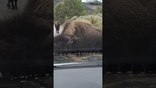 Surrounded by Bison in Yellowstone