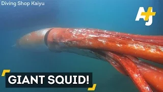 Rare Giant Squid Over 12 Feet Long Captured On Camera