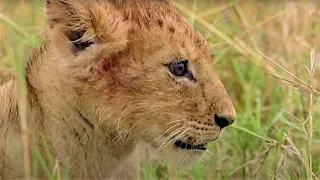 Little Lion Runs Into Big Buffalo | Little Big Cat | BBC Earth Kids