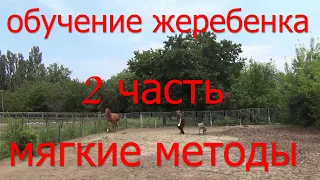 Обучение жеребенка 2 часть.  Мягкие методы. HX. foal training.