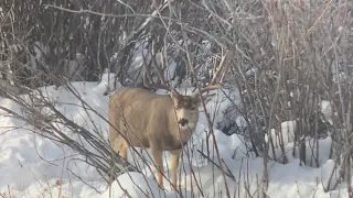 Winter Range Mule Deer Buck