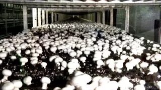 Mushroom Making Process