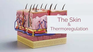 Life Sciences Gr12 - The Skin & Thermoregulation