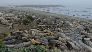 Seals near Big Sur, CA part ?