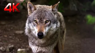 Awesome Wolf Howling Compilation 4K