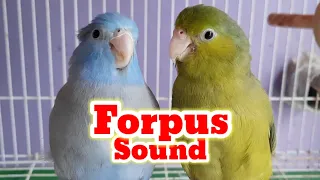 The sound of Forpus Bird parrot followed by a lost bird and left open as a bird friend