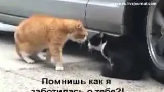 Семейная разборка кота и кошки Прикол.flv