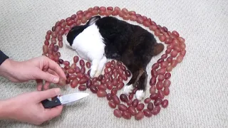 Waking a Sleeping Rabbit by Surrounding him with Grapes