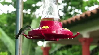 Hummingbirds colibri drinks water