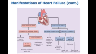 Chapter 20 Heart Failure and Circulatory Shock BIO216