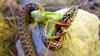 Contre des serpents, des araignées, et même des lézards, la mante est un incroyable prédateur !