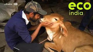 Eco India: The livestock farm that rears native Indian cow breeds but with a zero-dairy policy