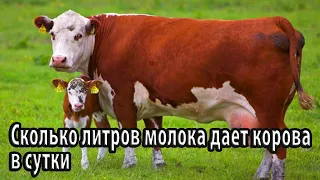 Сколько литров молока дает корова в сутки
