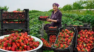 Strawberry Harvest from the Field - Homemade Strawberry Marmalade and Jam Recipe in the Village