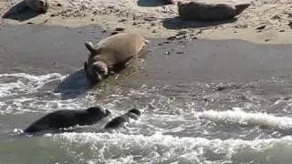 Mom and baby seal, La Jolla, Feb 2010