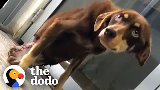 'Broken' Dog Changes Her Mom's Whole World | The Dodo Heroes