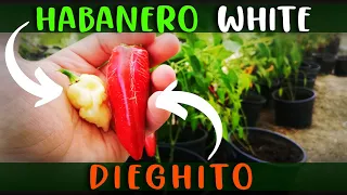 PEPERONCINI EVOLUTIVI SUPER PICCANTI e POCO PICCANTI : HABANERO WHITE e DIEGHITO