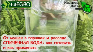 МОШКИ В ГОРШКАХ, МОШКИ В РАССАДЕ УКРАДУТ ПОЛОВИНУ УРОЖАЯ. ПРОСТОЙ МЕТОД ИЗБАВИТЬСЯ ОТ МОШЕК.