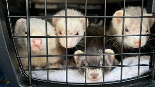 Four ferrets rescued from a hoarder