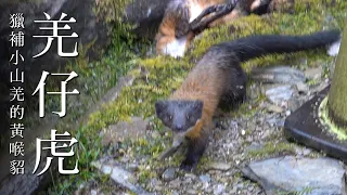 A Yellow-Throated  Marten ( kharza) Can Take Down A  Formosan Muntjac