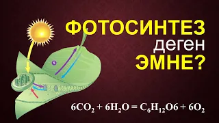 Photosynthesis | Educational Video