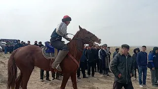 Утемұрат елінде дүбірлі той көкбар 2022.03.13 год