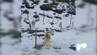 Nën temperatura të ulta dhe të lidhur me zinxhirë, dhunohen kafshët në Pogradec