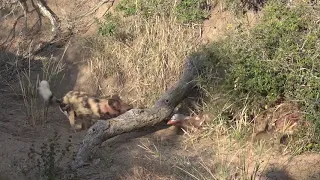 Wild dogs catching a small waterbuck and then fighting with a hyena