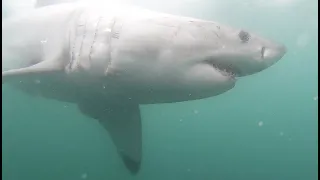 Cage Diving with Great Whites in South Africa