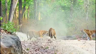 kanha national park sarhi gate 21/12/2022(3)