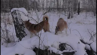 Лайки. Прогулка по лесу с собаками. The West Siberian Laika. Walking in the woods with the dogs.