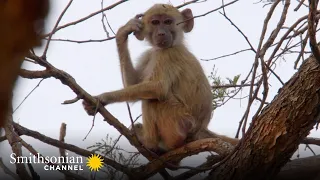 These Baboons Are Branch-Hopping Into the Darkness 🌴 Guardians of the Wild | Smithsonian Channel