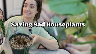 Houseplant Rescue! Let's Rehab a Couple Sad Plants 🪴