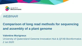 Comparison of long read methods for sequencing and assembly of a plant genome